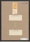 Amphora arenaria Donk. (de-Toni-Nr.: Genus 36, Species 1657) Zeichnungen Sammlung Grunow Nr. 3169 (NHMW-BOT-W0370609)